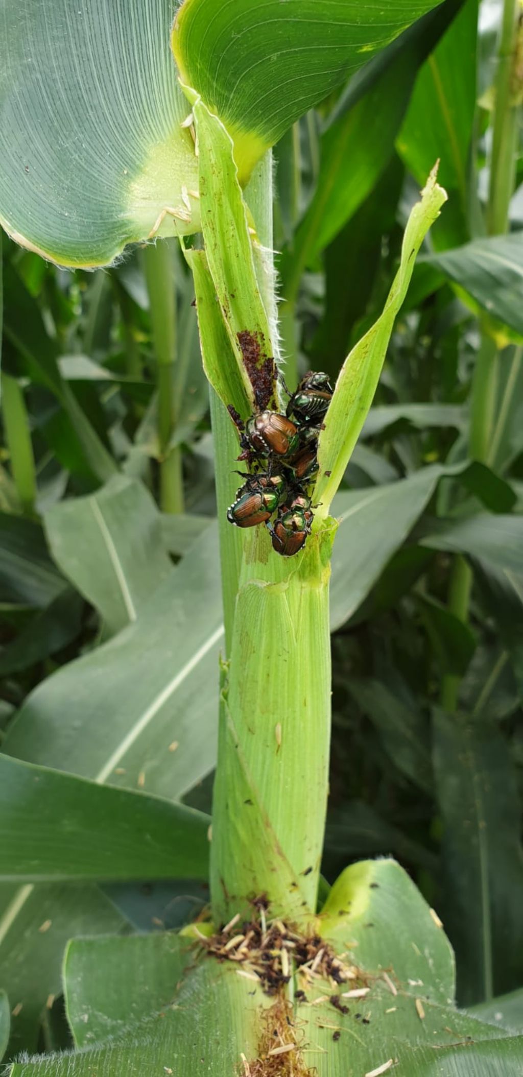 Popillia japonica, Rutelidae - nuovo alieno in Italia